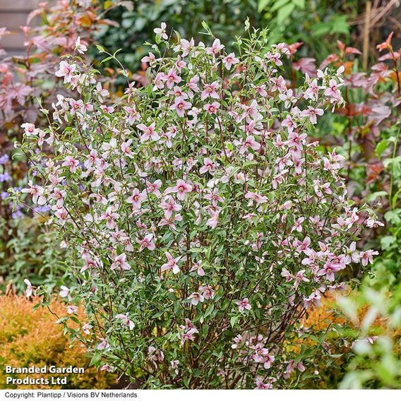 Philadelphus 'Petite Perfume Pink'
