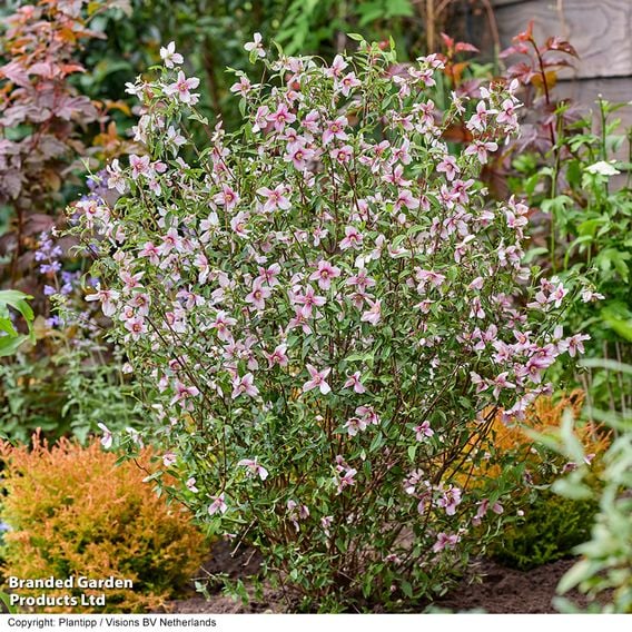 Philadelphus 'Petite Perfume Pink'