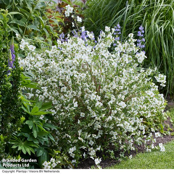 Philadelphus 'Petite Perfume White'
