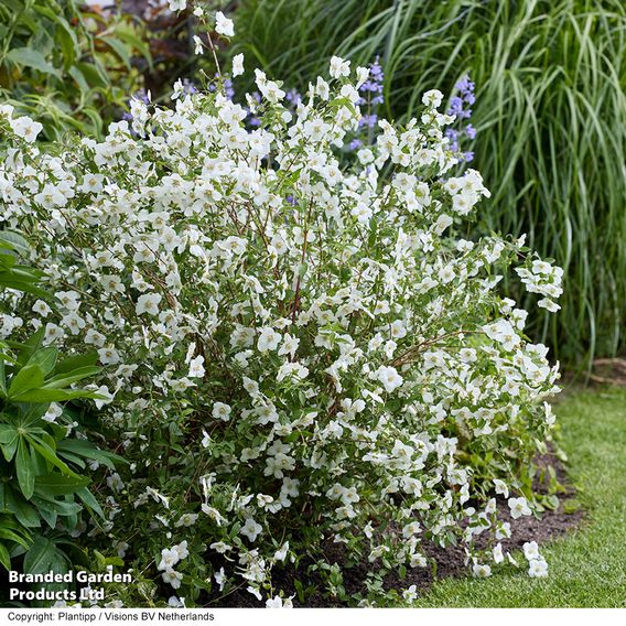 Philadelphus 'Petite Perfume White'