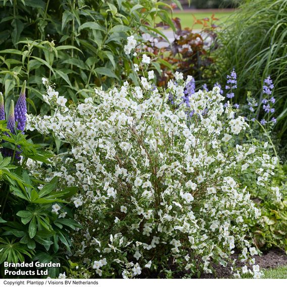 Philadelphus 'Petite Perfume White'