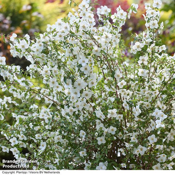 Philadelphus 'Petite Perfume White'