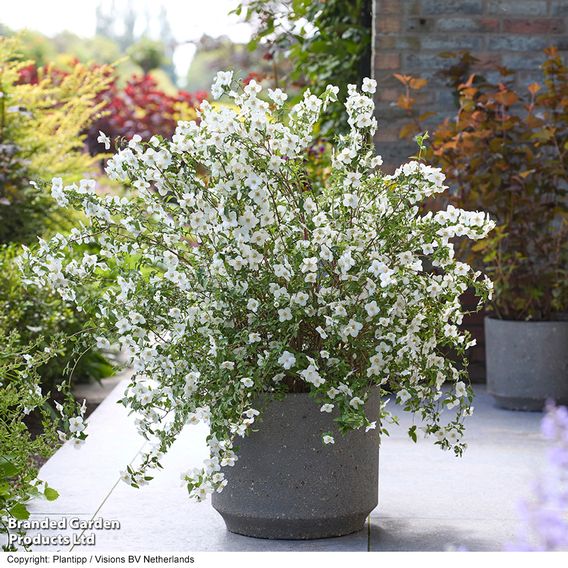 Philadelphus 'Petite Perfume White'