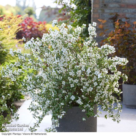 Philadelphus 'Petite Perfume White'