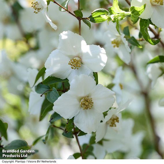 Philadelphus 'Petite Perfume White'