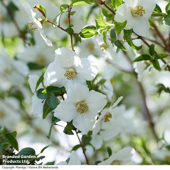 Philadelphus 'Petite Perfume White'