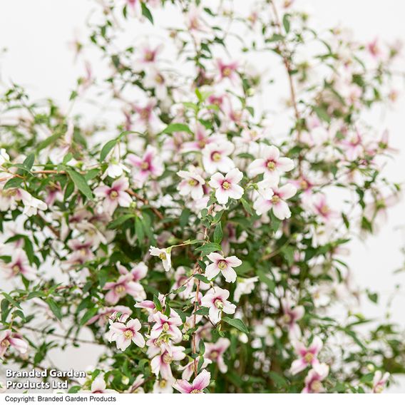 Philadelphus 'Petite Perfume Pink'