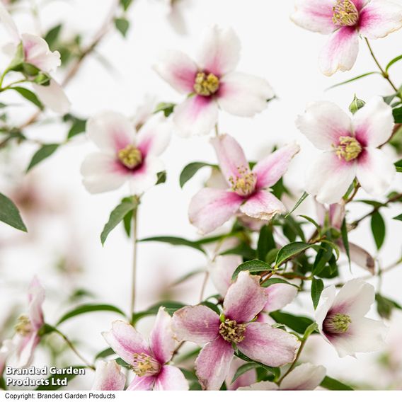 Philadelphus 'Petite Perfume Pink'