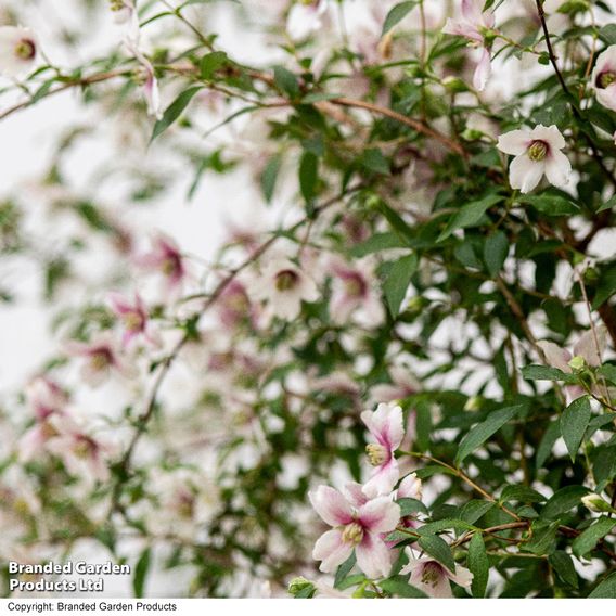 Philadelphus 'Petite Perfume Pink'