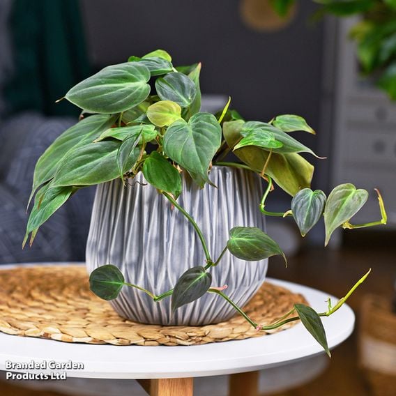 Philodendron scandens subsp. 'Micans'
