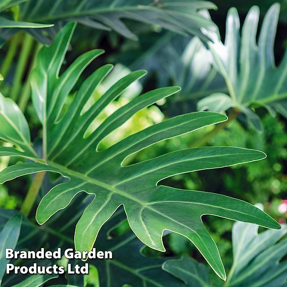 Philodendron 'Xanadu'