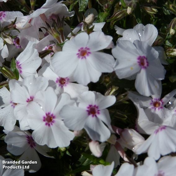 Phlox subulata 'Amazing Grace'
