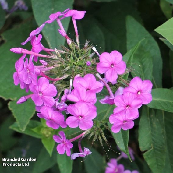 Phlox paniculata 'Blue Boy'