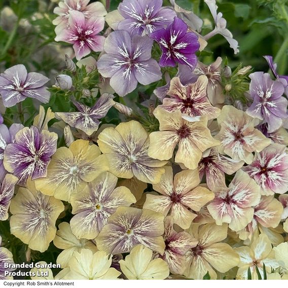 Phlox ‘Crème Brûlée’ - Seeds
