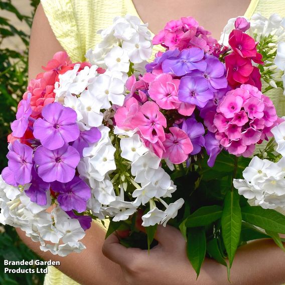 Summer Plant + Bulb Bundle