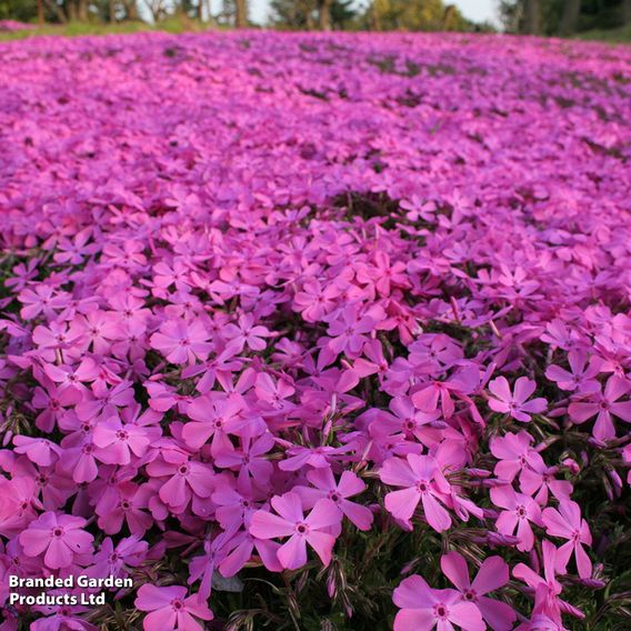 Phlox subulata 'McDaniels Cushion'