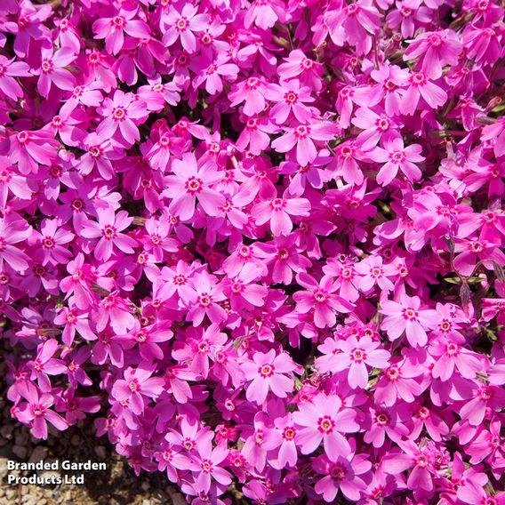 Phlox subulata 'McDaniels Cushion'