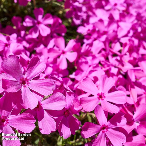 Phlox subulata 'McDaniels Cushion'