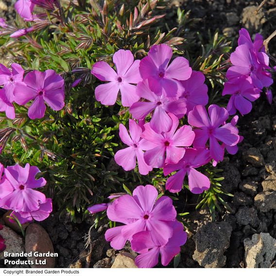 Phlox subulata 'McDaniels Cushion'