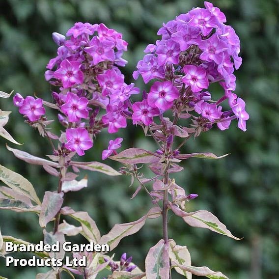 Phlox paniculata 'Olympus'