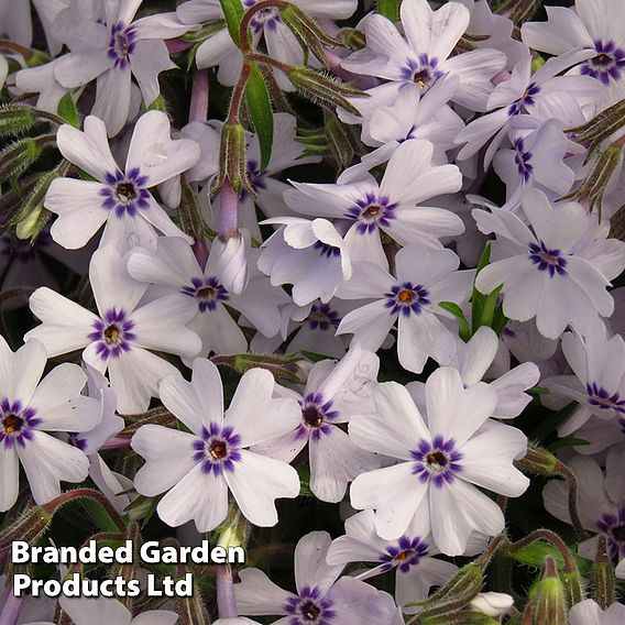 Phlox 'Pharao Blue Eye'