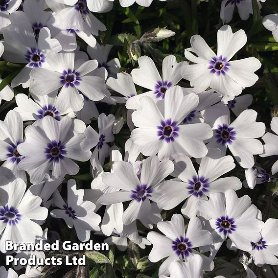 Phlox 'Pharao Blue Eye'