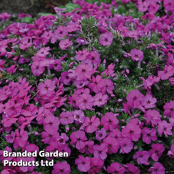 Phlox douglasii 'Red Admiral'