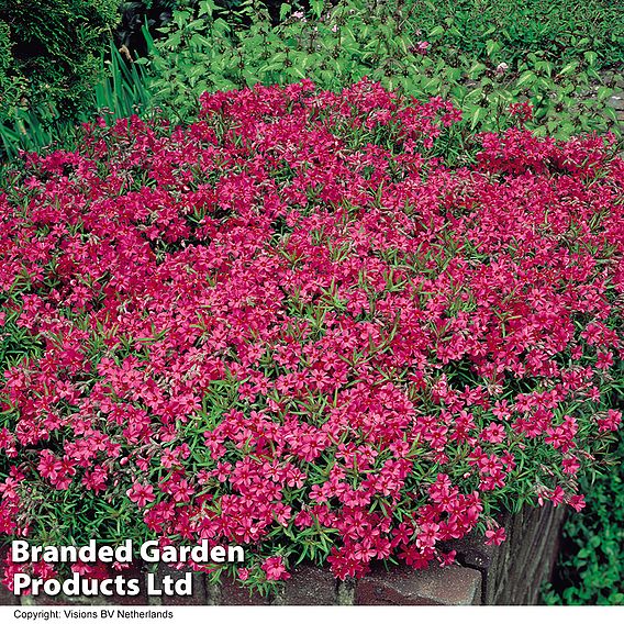 Phlox douglasii 'Red Admiral'