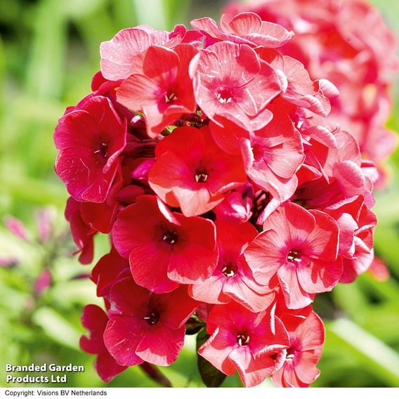 Phlox paniculata 'Red Flame'