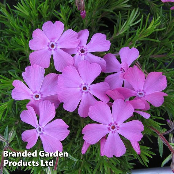 Phlox subulata 'McDaniels Cushion'