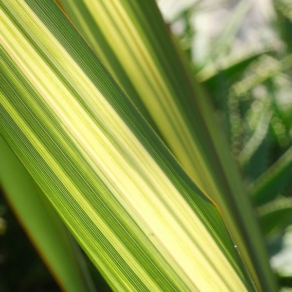 Phormium 'Yellow Wave'