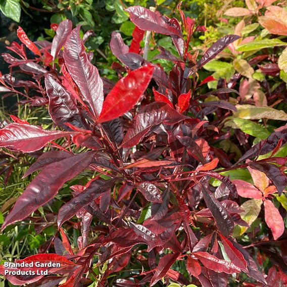 Photinia 'Blackberry Gem'