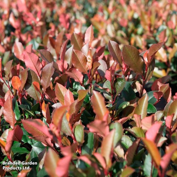 Photinia 'Red Robin' (Standard)