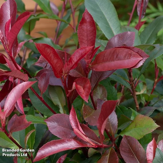 Photinia 'Red Robin' (Standard)