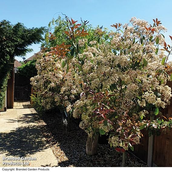 Photinia 'Red Robin' (Standard)