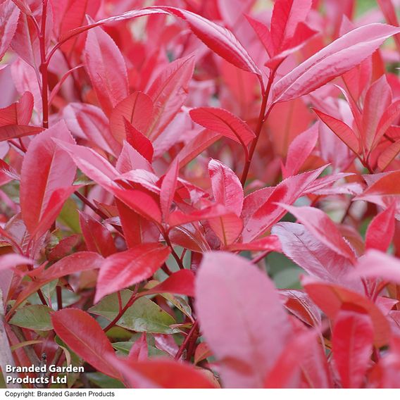 Evergreen Shrub Trio