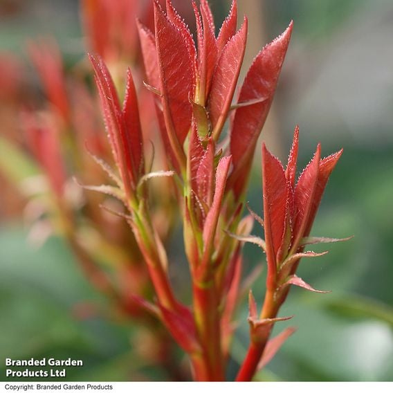 Photinia 'Red Robin' (Standard)