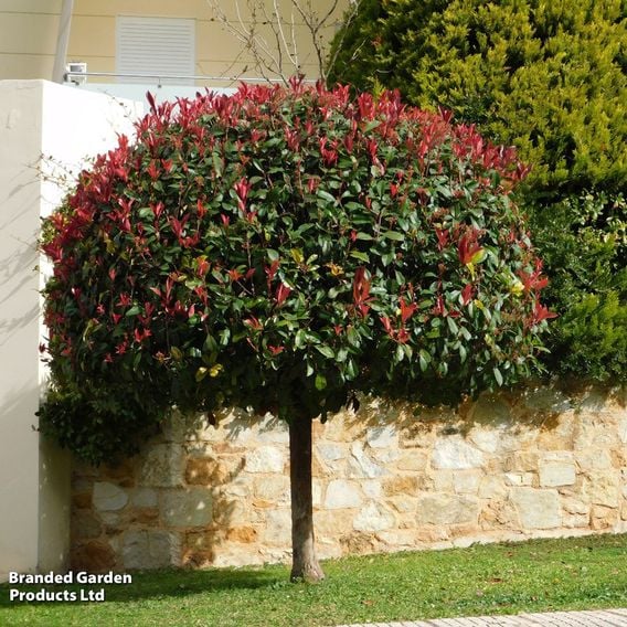Photinia 'Red Robin' (Standard)