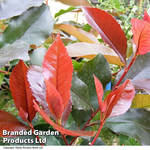 Photinia x fraseri 'Scarlet Blaze'
