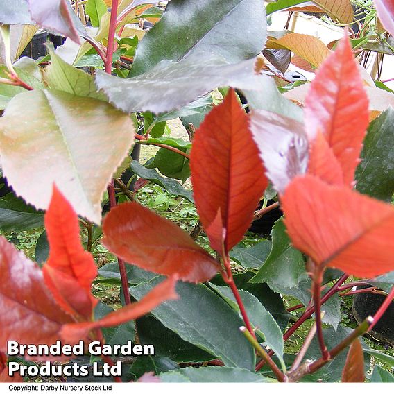 Photinia x fraseri 'Scarlet Blaze'
