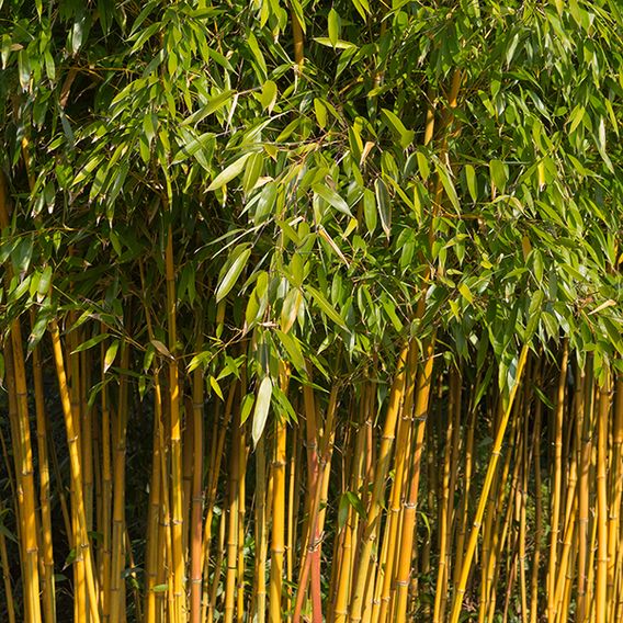 Phyllostachys aureosulcata 'Spectabilis'