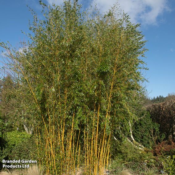 Phyllostachys aureosulcata 'Spectabilis'