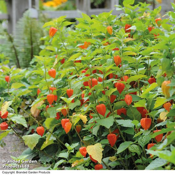 Physalis alkekengi var. franchetii