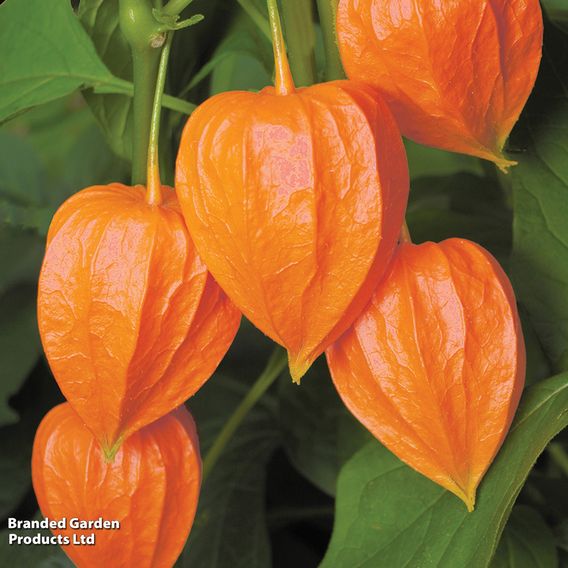 Physalis alkekengi var. franchetii