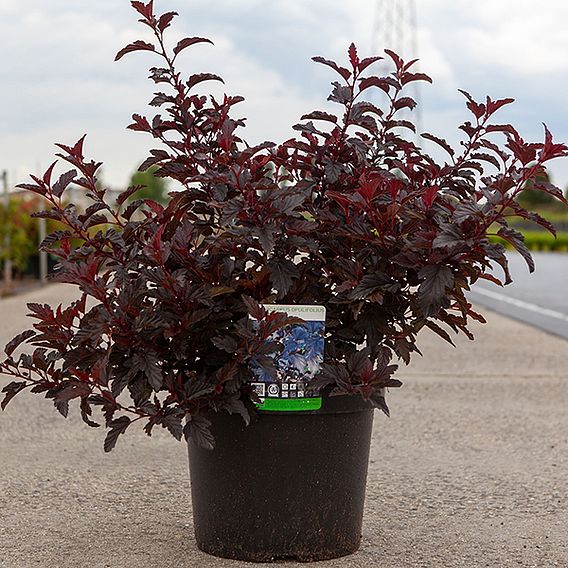 Physocarpus opulifolius 'All Black'