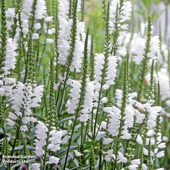 Physostegia virginiana 'Crown Of Snow'