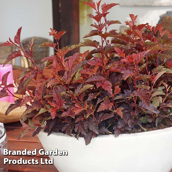 Physocarpus opulifolius 'Little Angel'