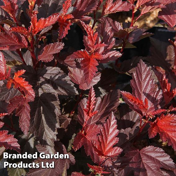 Physocarpus opulifolius 'Little Angel'
