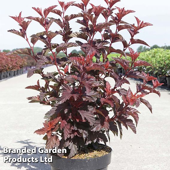 Physocarpus opulifolius 'Little Angel'