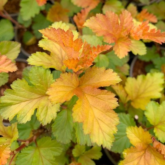 Physocarpus opulifolius 'Magic Ball'